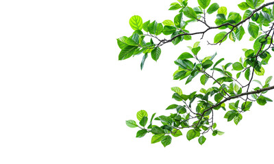 Obraz premium tree branches PNG trensparent background