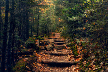Path in a dense autumn forest. tourist trail through the national park. USA. New Hampshire. - obrazy, fototapety, plakaty