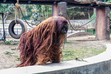 An orang utan at Lembang Park and Zoo, Bandung, Indonesia © Marlon Hutajulu