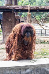 An orang utan at Lembang Park and Zoo, Bandung, Indonesia © Marlon Hutajulu