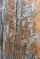 The surface of the wooden pole is yellow and white.
