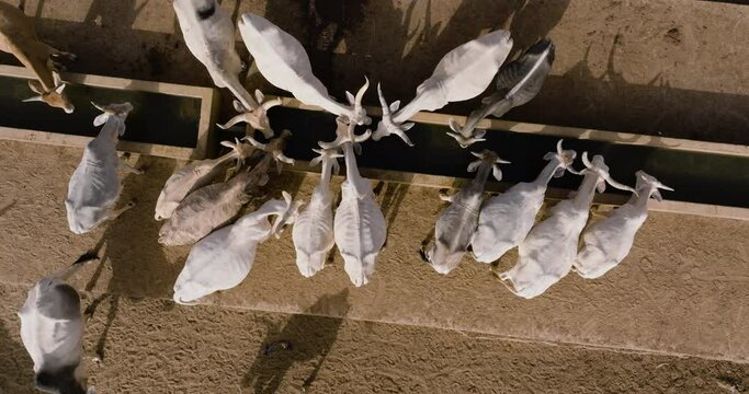 Straight down close-up aerial. Herd of cattle drinking at a waterhole after walking miles looking for grazing in the Sahel, Sahara Desert. Senegal. Drought, Climate Change, Desertification
