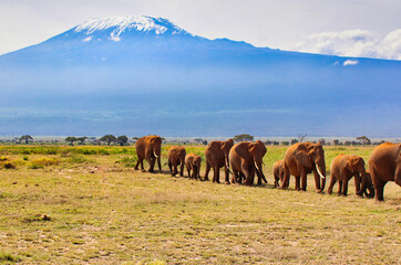 A timeless African scene of Elephant herds on the move to fresh pastures under the shadow of the...