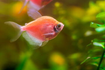 Ternetia aquarium fish close-up, freshwater aquarium