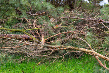 a fallen tree with branches after a storm