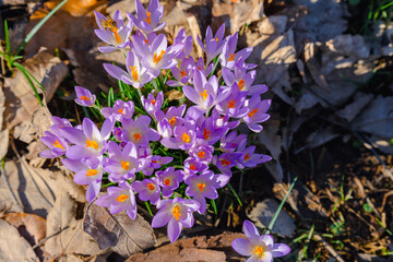 Autumn crocus flowers in spring in the nature of Bavaria. Climate, environment and nature conservation concept