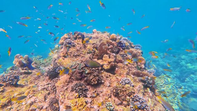 Coral reef tropical fish in sunlight in the equatorial warm waters of the ocean, panoramic view.