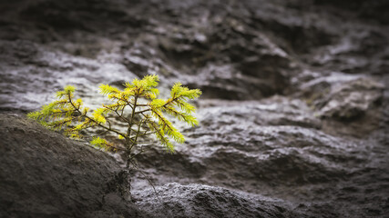 Closeup of a green plant on a rock