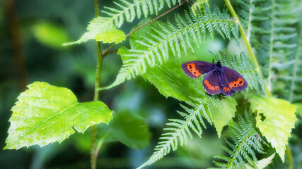 Closeup of a lepidopteran butterfly perched on a green plant