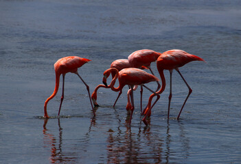 Group of pink flamingos foraging in lagune waters (Bonaire, Caribbean Netherlands)