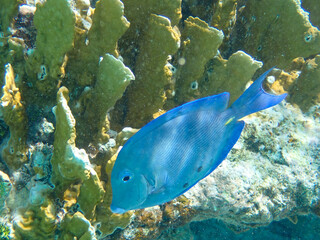 Underwaterphotography of a Blue doctorfish against yellow corals (Acanthurus coeruleus), Bonaire, Caribbean Netherlands - 748844358