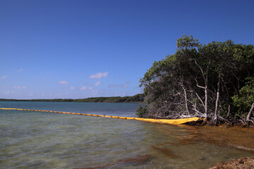 Swimming barrier to protect the mangroves from oil during oil spill from capsized barge near Tobago (Bonaire, Caribbean Netherlands)