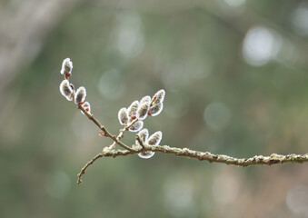 zbliżenie piękna gałązka wierzby wiosną, świeże pąki na rozmytym naturalnym tle. Idealne do motywów natury i wiosny. bokeh, rozmyte tło © AFilipczuk