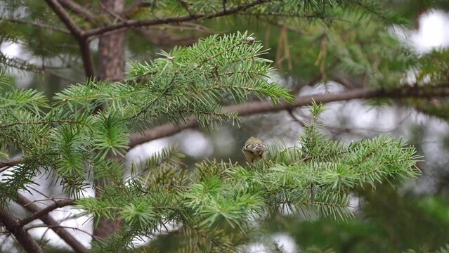 A Goldcrest (Regulus regulus) foraging in a fir tree, moving quickly.