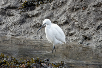 Egret egretta garzetta looking for food in the river