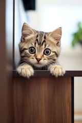 Adventurous tabby kitten climbing on a shelf in the living room