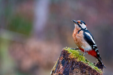 Great spotted woodpecker perched on a log.
