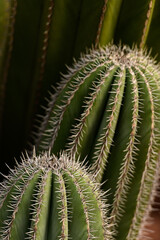 DETALLE DE UN CACTUS