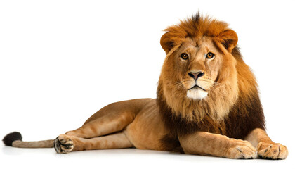 Obraz premium Löwe liegend isoliert auf weißen Hintergrund, Freisteller 
