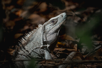 Black spiny-tailed iguana in the forest on the floor