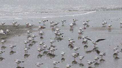 Seagulls waiting on the seashore with snow
