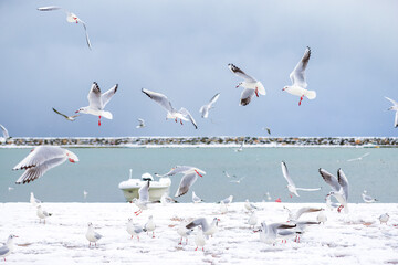 Seagulls in the air with snow, sea and boat view in the background