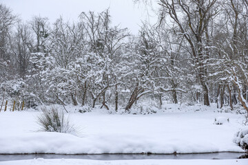 Snow covered wooded area and road