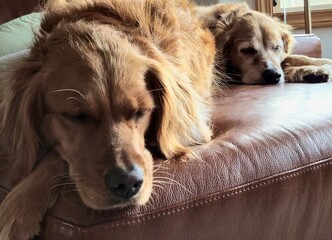 Golden retrievers resting on a sofa. 