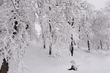 Fototapeta na wymiar Winter landscape with snowy trees