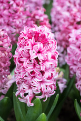 Fototapeta premium Beautiful Hyacinth flowers.