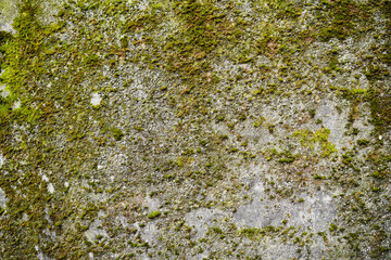 Decayed Moss Concrete Wall Texture