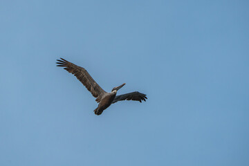 Fototapeta na wymiar Brown pelican in flight animal Costa Rica bird