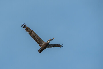 Obraz premium Brown pelican in flight animal Costa Rica bird