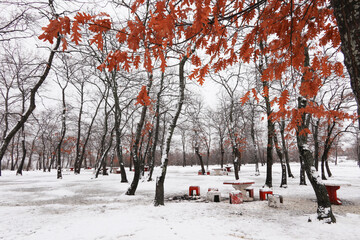 View of snowy forest behind autumn leaves and benches