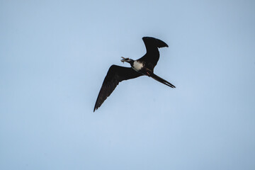 magnificent frigatebird with a fish catch in it's beak bird, sea ocean