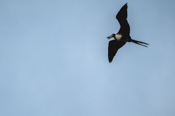 magnificent frigatebird with a fish catch in it's beak bird, sea ocean