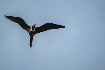 magnificent frigatebird with a fish catch in it's beak bird, sea ocean