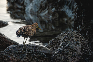Tiger heron walking over the rocks at the coast
