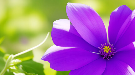 Fototapeta premium Photo of a purple flower in nature.