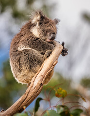 The Australia Koala
