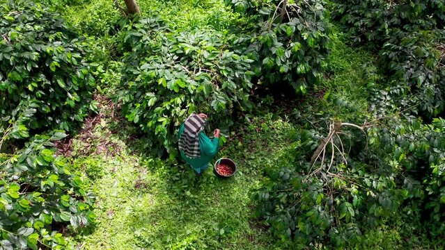 Farmers pick Arabica coffee beans that are ready to be harvested