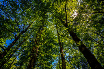 Skyward View of Towering Trees in Gilan Province, Iran