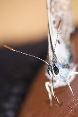 Close-up view of the face of an Adonis Blue butterfly (Polyommatus bellargus) resting on a person's...