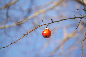 Red frozen apple on tree branch at winter