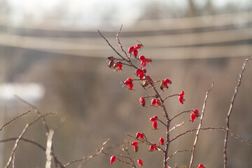 Red rosehip berries on bush at winter 