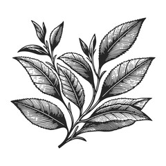 tea branch leaf sketch line art engraving generative ai vector illustration. Scratch board imitation. Black and white image.
