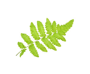 fern leaf on transparent png