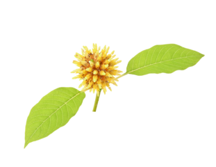 Flower Mitragyna speciosa Korth with leaves on transparent png