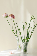 Pruning a rose seedling. Preparation for landing. Seedlings and plant propagation. The shoots or cuttings stand in the water