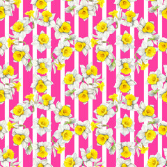 Watercolour daffodils spring flowers wreath illustration stripe seamless pattern. On pink background. Hand-painted. Botanical Floral elements. For interior print decoration, fabric, wrapping